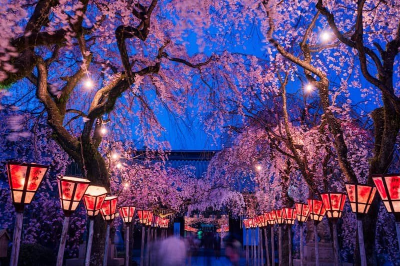 ⛩️ 미시마 대사(미시마타이샤) 이미지 10